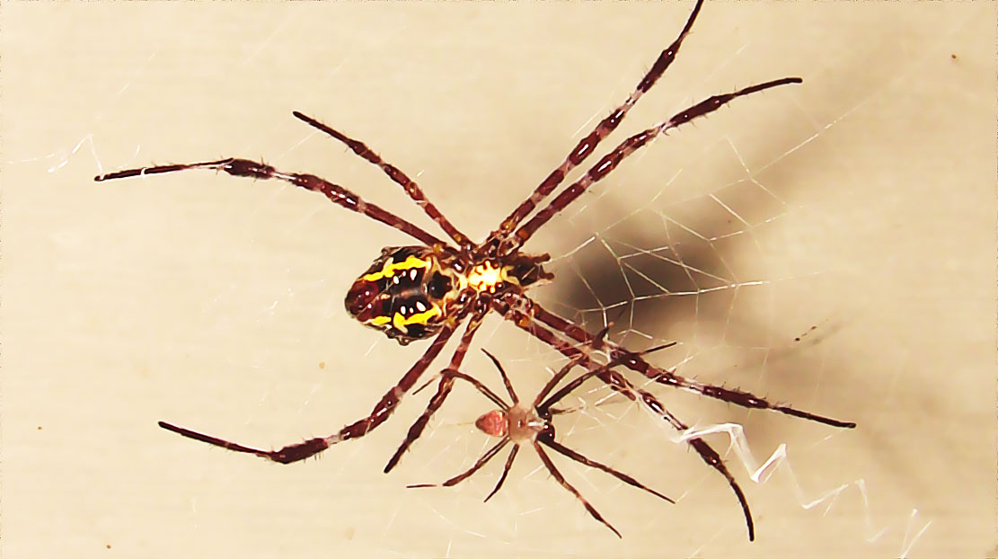 difference de taille araignee femelle et araignee male