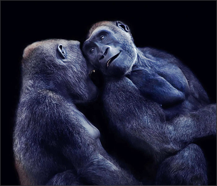 femelle gorille aime son male