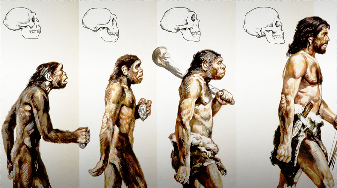 Evolution de l'homme