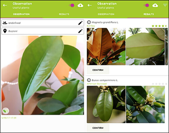 Quelle est la meilleure application de reconnaissance de plante