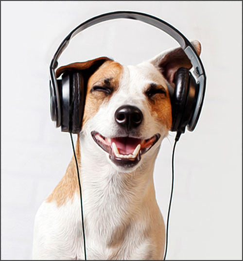 chien musicos avec un casque audio