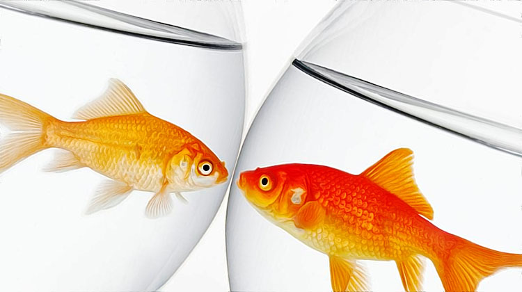 deux poissons rouges dans deux bocaux differents