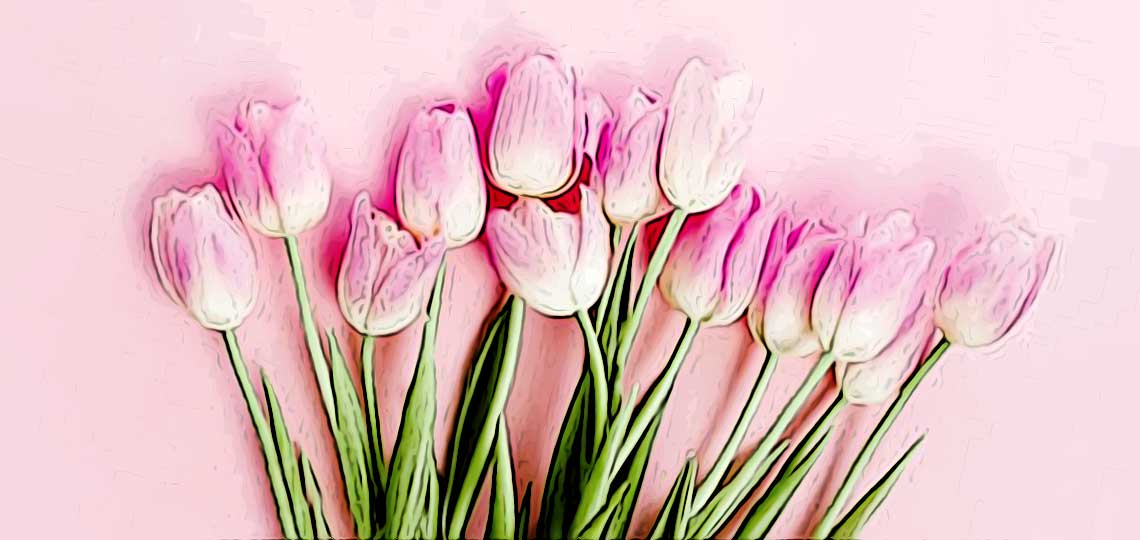 tulipes roses pour s excuser