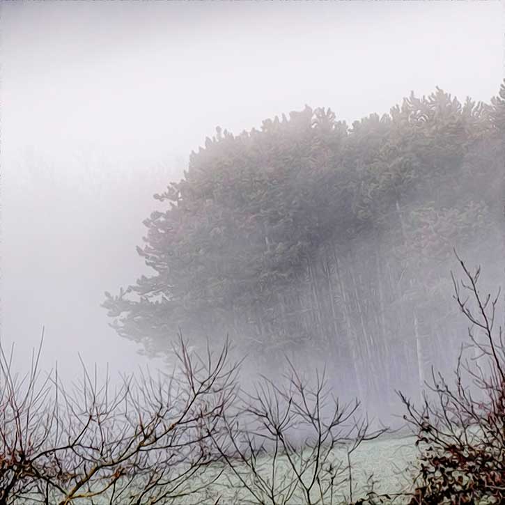 Forêt brumeuse en hiver.