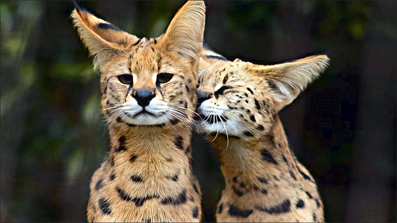 couple de felins heureux